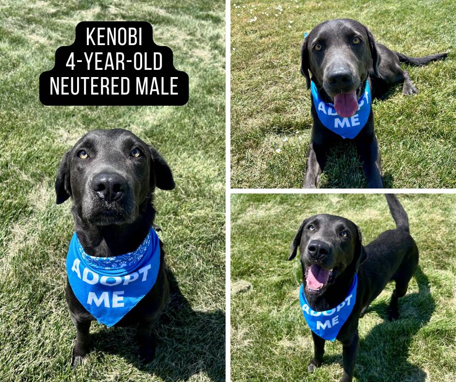 Kenobi - Copy